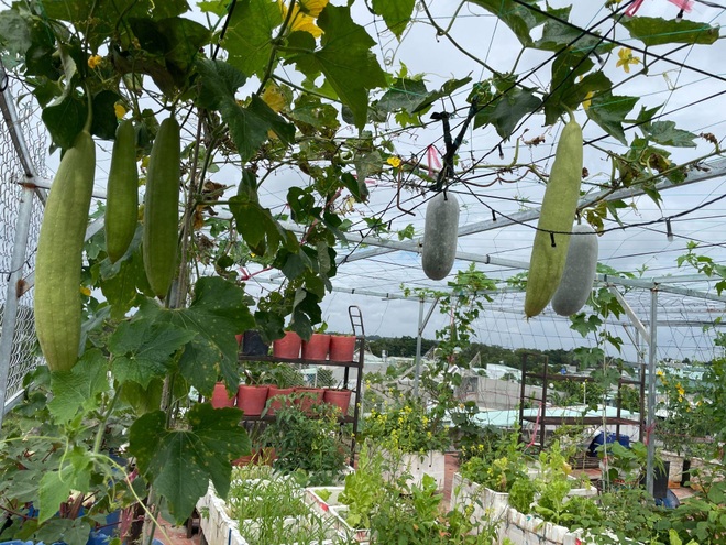 Nghỉ dịch ở nhà, gia đình Đồng Nai làm vườn rau trái đủ ăn khỏi lo đi chợ - 8 Nghỉ dịch ở nhà, gia đình Đồng Nai làm vườn rau trái đủ ăn khỏi lo đi chợ - 8