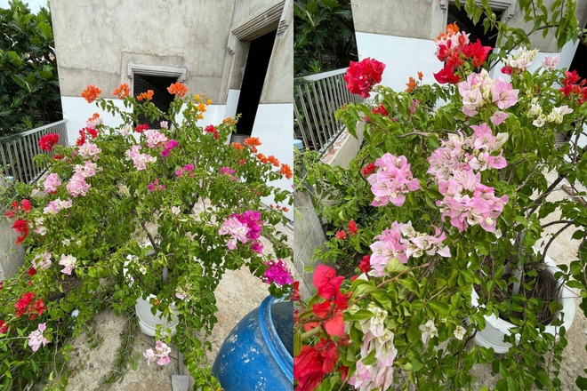 Nghỉ dịch ở nhà, gia đình Đồng Nai làm vườn rau trái đủ ăn khỏi lo đi chợ - 9 Nghỉ dịch ở nhà, gia đình Đồng Nai làm vườn rau trái đủ ăn khỏi lo đi chợ - 9