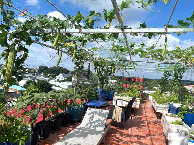 Nghỉ dịch ở nhà, gia đình Đồng Nai làm vườn rau trái đủ ăn khỏi lo đi chợ - 10 Nghỉ dịch ở nhà, gia đình Đồng Nai làm vườn rau trái đủ ăn khỏi lo đi chợ - 10