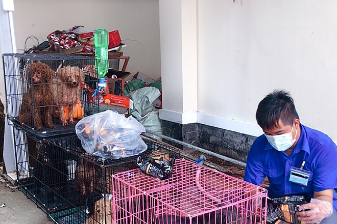 Chủ mắc Covid-19, 12 con chó cảnh được đưa về UBND phường chăm sóc - 2