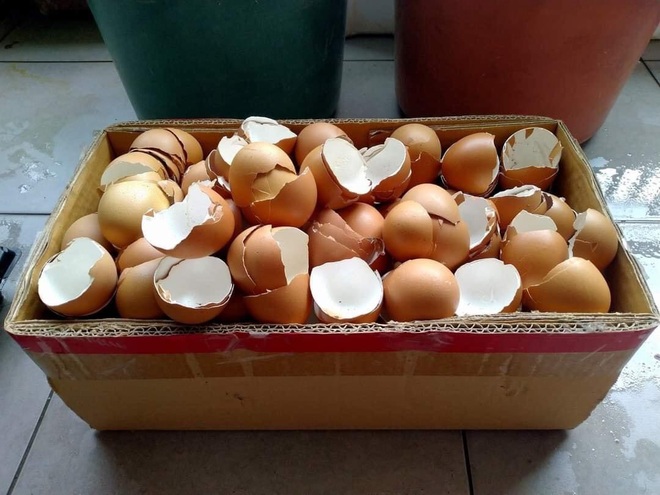 8 Lợi ích bất ngờ từ vỏ trứng các bà nội trợ nên biết - 1 8 Lợi ích bất ngờ từ vỏ trứng các bà nội trợ nên biết - 1