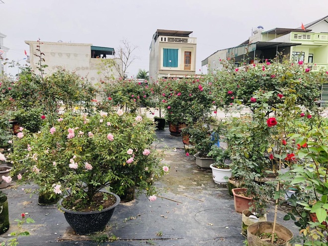Gia chủ Thanh Hóa làm vườn hồng hơn trăm gốc tặng người thân - 2
