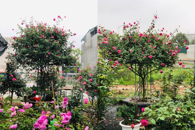 Gia chủ Thanh Hóa làm vườn hồng hơn trăm gốc tặng người thân - 4 Gia chủ Thanh Hóa làm vườn hồng hơn trăm gốc tặng người thân - 4