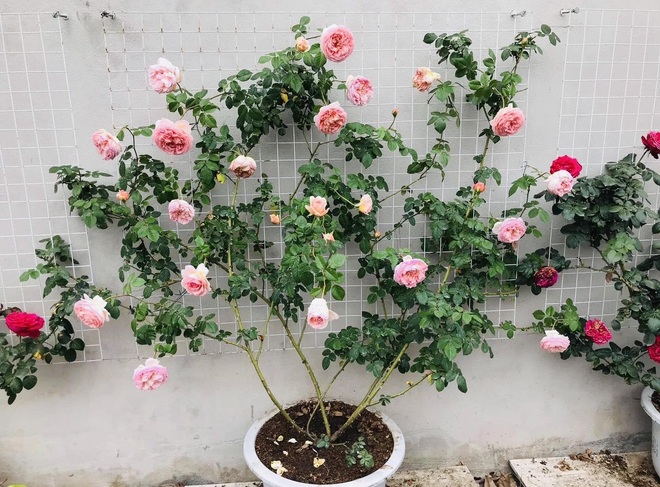 Gia chủ Thanh Hóa làm vườn hồng hơn trăm gốc tặng người thân - 6 Gia chủ Thanh Hóa làm vườn hồng hơn trăm gốc tặng người thân - 6
