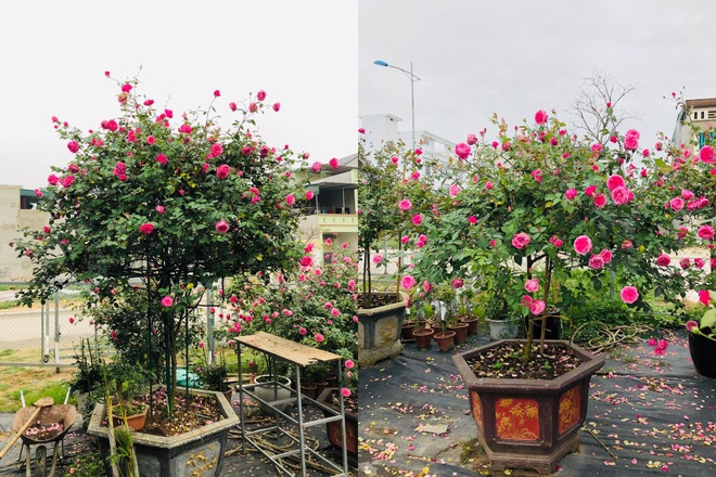 Gia chủ Thanh Hóa làm vườn hồng hơn trăm gốc tặng người thân - 7