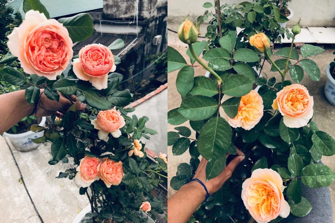 Gia chủ Thanh Hóa làm vườn hồng hơn trăm gốc tặng người thân - 8 Gia chủ Thanh Hóa làm vườn hồng hơn trăm gốc tặng người thân - 8