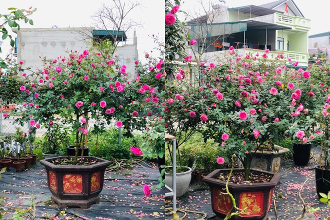 Gia chủ Thanh Hóa làm vườn hồng hơn trăm gốc tặng người thân - 11 Gia chủ Thanh Hóa làm vườn hồng hơn trăm gốc tặng người thân - 11