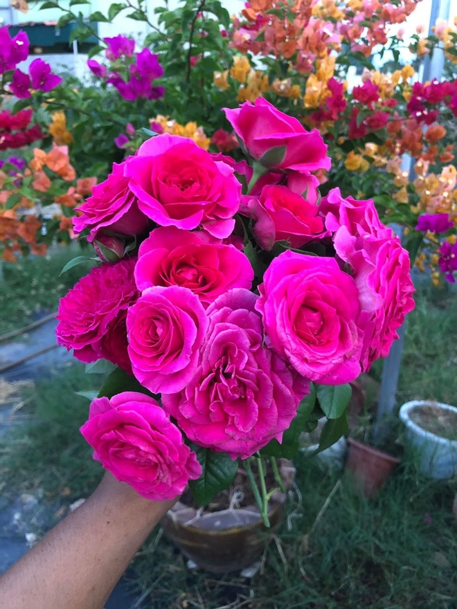 Gia chủ Thanh Hóa làm vườn hồng hơn trăm gốc tặng người thân - 13 Gia chủ Thanh Hóa làm vườn hồng hơn trăm gốc tặng người thân - 13