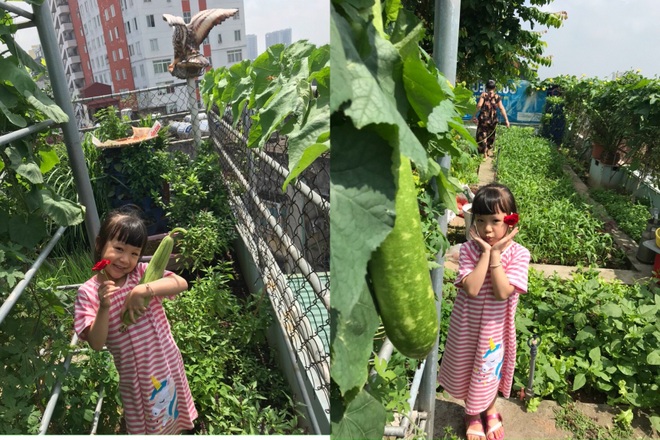 Gia đình Hà Nội đưa quê về phố, làm vườn rau xanh mát trên nóc nhà - 13