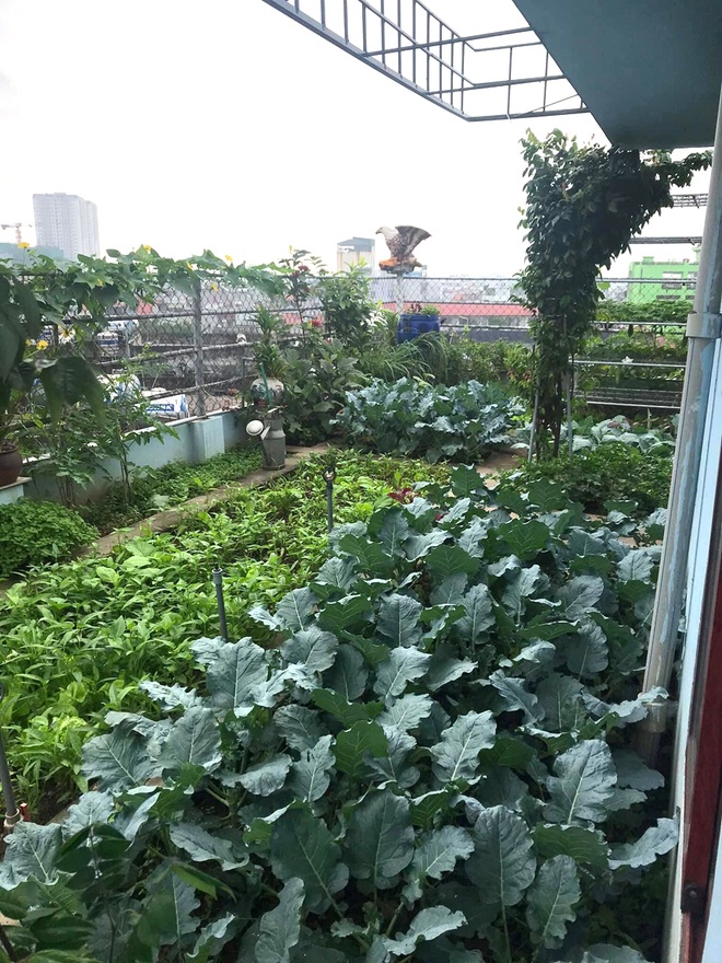 Gia đình Hà Nội đưa quê về phố, làm vườn rau xanh mát trên nóc nhà - 3 Gia đình Hà Nội đưa quê về phố, làm vườn rau xanh mát trên nóc nhà - 3