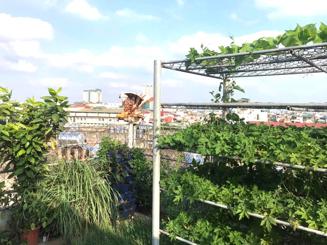 Gia đình Hà Nội đưa quê về phố, làm vườn rau xanh mát trên nóc nhà - 1