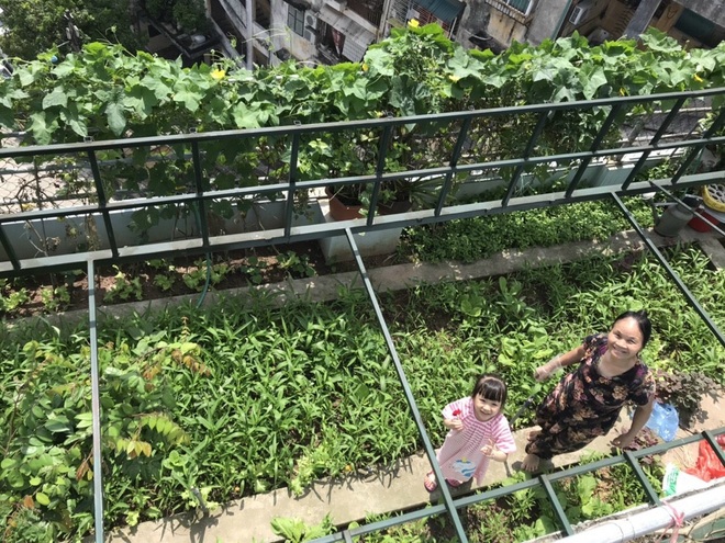 Gia đình Hà Nội đưa quê về phố, làm vườn rau xanh mát trên nóc nhà - 2 Gia đình Hà Nội đưa quê về phố, làm vườn rau xanh mát trên nóc nhà - 2