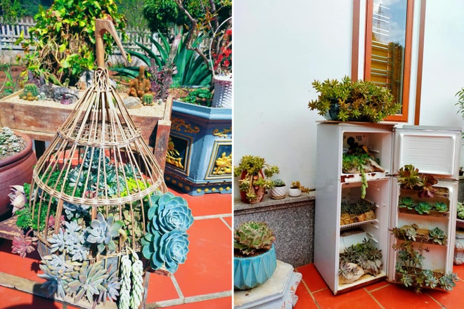 Vườn sen đá hơn 500 chậu của cô gái trẻ ở Nông trường Mộc Châu - 4 Vườn sen đá hơn 500 chậu của cô gái trẻ ở Nông trường Mộc Châu - 4