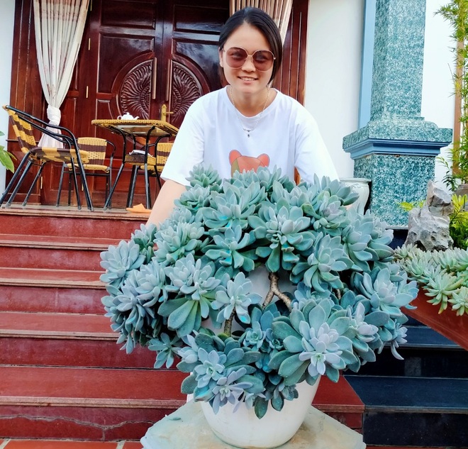 Vườn sen đá hơn 500 chậu của cô gái trẻ ở Nông trường Mộc Châu - 5 Vườn sen đá hơn 500 chậu của cô gái trẻ ở Nông trường Mộc Châu - 5
