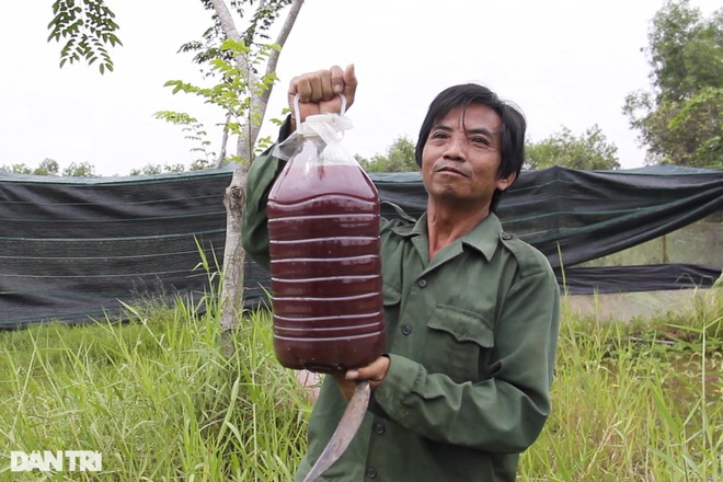 Lạ lẫm cảnh cá Koi Nhật Bản được nông dân nuôi tại ao ruộng bùn lầy ở TPHCM - 3 Lạ lẫm cảnh cá Koi Nhật Bản được nông dân nuôi tại ao ruộng bùn lầy ở TPHCM - 3