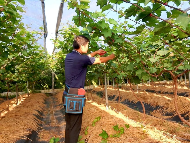 Đánh liều cưa hết cây lâu năm, vợ chồng ở Hưng Yên làm vườn nho nghìn m2 - 1 Đánh liều cưa hết cây lâu năm, vợ chồng ở Hưng Yên làm vườn nho nghìn m2 - 1