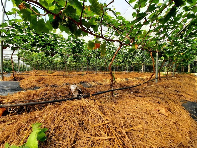Đánh liều cưa hết cây lâu năm, vợ chồng ở Hưng Yên làm vườn nho nghìn m2 - 2 Đánh liều cưa hết cây lâu năm, vợ chồng ở Hưng Yên làm vườn nho nghìn m2 - 2