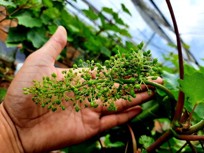 Đánh liều cưa hết cây lâu năm, vợ chồng ở Hưng Yên làm vườn nho nghìn m2 - 4 Đánh liều cưa hết cây lâu năm, vợ chồng ở Hưng Yên làm vườn nho nghìn m2 - 4