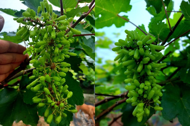 Đánh liều cưa hết cây lâu năm, vợ chồng ở Hưng Yên làm vườn nho nghìn m2 - 5 Đánh liều cưa hết cây lâu năm, vợ chồng ở Hưng Yên làm vườn nho nghìn m2 - 5
