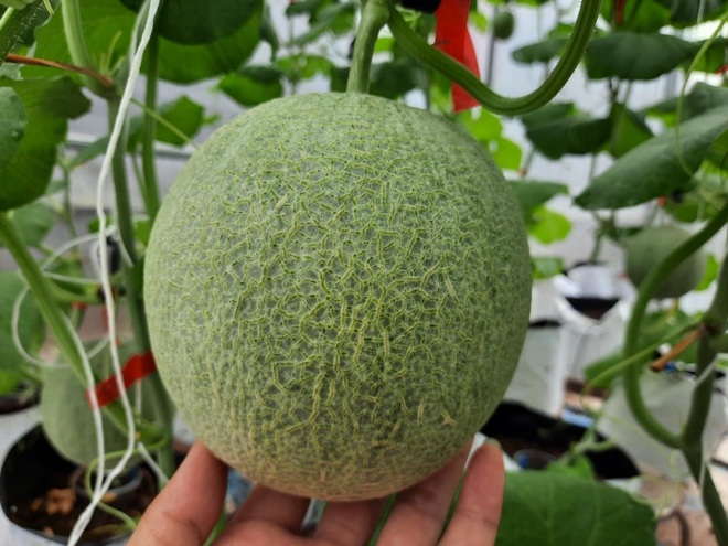Đánh liều cưa hết cây lâu năm, vợ chồng ở Hưng Yên làm vườn nho nghìn m2 - 7 Đánh liều cưa hết cây lâu năm, vợ chồng ở Hưng Yên làm vườn nho nghìn m2 - 7