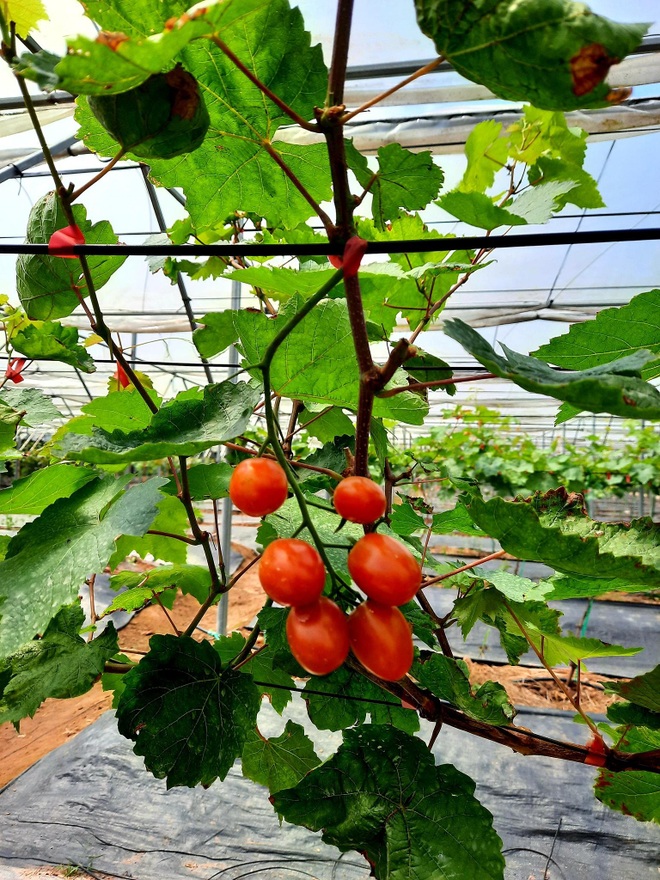 Đánh liều cưa hết cây lâu năm, vợ chồng ở Hưng Yên làm vườn nho nghìn m2 - 9 Đánh liều cưa hết cây lâu năm, vợ chồng ở Hưng Yên làm vườn nho nghìn m2 - 9