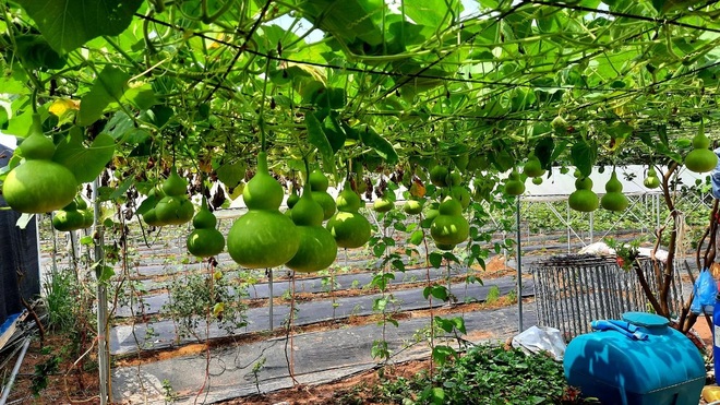 Đánh liều cưa hết cây lâu năm, vợ chồng ở Hưng Yên làm vườn nho nghìn m2 - 10 Đánh liều cưa hết cây lâu năm, vợ chồng ở Hưng Yên làm vườn nho nghìn m2 - 10
