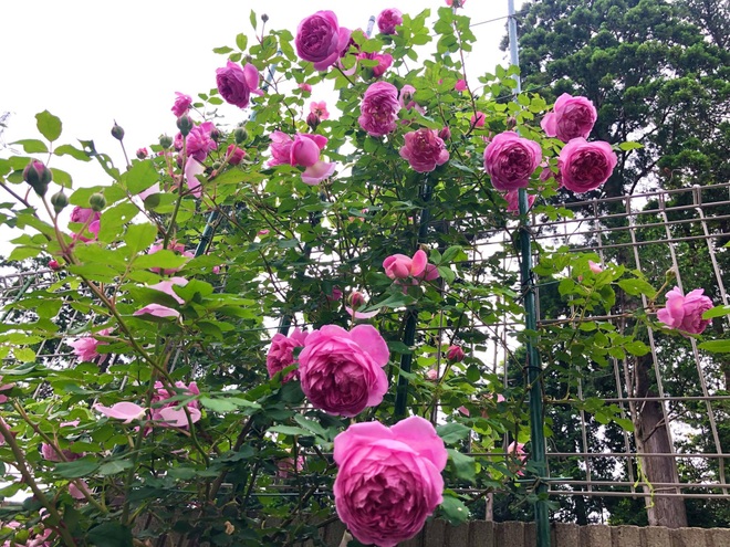 Mẹ Việt tại Nhật sưu tầm hơn 80 giống hồng, làm vườn đẹp vạn người mê - 8 Mẹ Việt tại Nhật sưu tầm hơn 80 giống hồng, làm vườn đẹp vạn người mê - 8