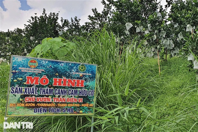 Mặc áo cho cam mang lại nguồn thu nhập trong mơ - 2 Mặc áo cho cam mang lại nguồn thu nhập trong mơ - 2