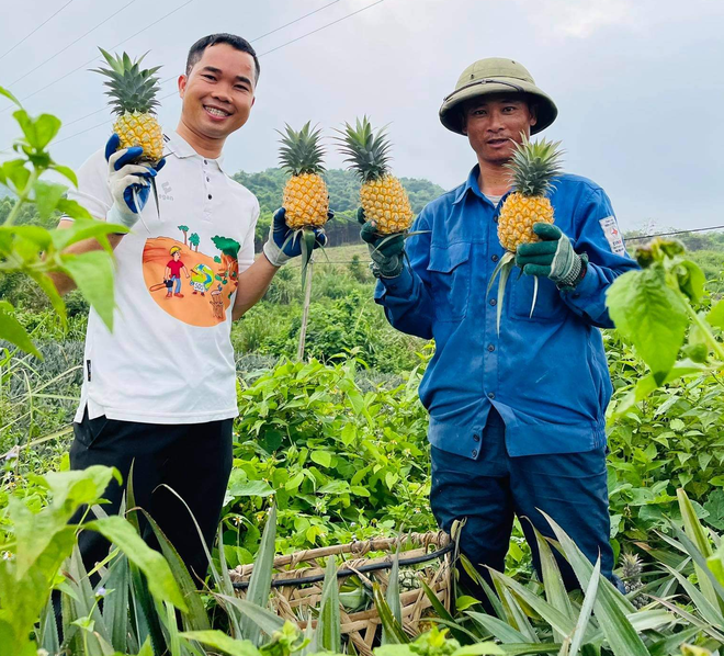 Bỏ công việc lái tàu, chàng trai xứ Nghệ về quê làm giàu từ trái dứa - 6 Bỏ công việc lái tàu, chàng trai xứ Nghệ về quê làm giàu từ trái dứa - 6