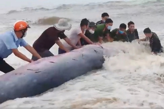 Cá voi khủng dài 10 m được đưa về biển thành công - 1
