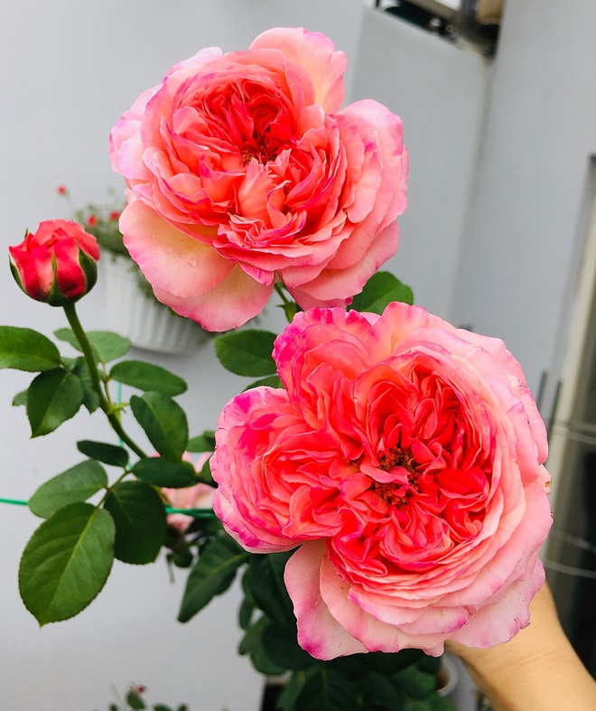 Vườn hồng rực rỡ quanh năm trên sân thượng của một gia đình ở TPHCM - 4 Vườn hồng rực rỡ quanh năm trên sân thượng của một gia đình ở TPHCM - 4