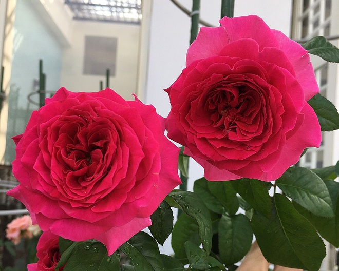 Vườn hồng rực rỡ quanh năm trên sân thượng của một gia đình ở TPHCM - 9 Vườn hồng rực rỡ quanh năm trên sân thượng của một gia đình ở TPHCM - 9