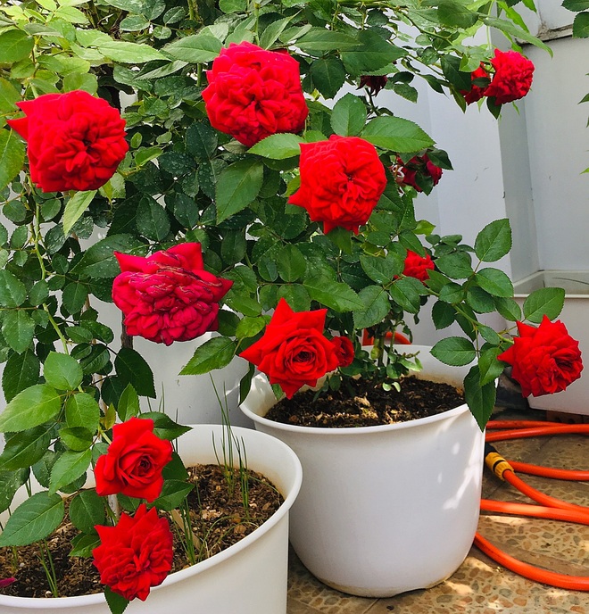Vườn hồng rực rỡ quanh năm trên sân thượng của một gia đình ở TPHCM - 6 Vườn hồng rực rỡ quanh năm trên sân thượng của một gia đình ở TPHCM - 6
