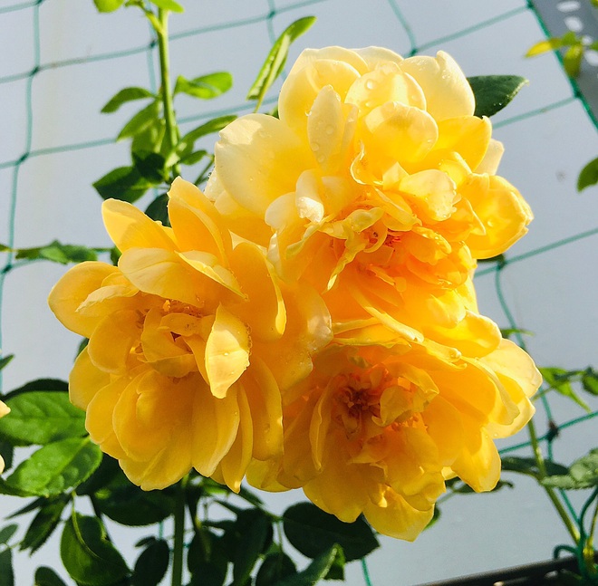 Vườn hồng rực rỡ quanh năm trên sân thượng của một gia đình ở TPHCM - 12 Vườn hồng rực rỡ quanh năm trên sân thượng của một gia đình ở TPHCM - 12
