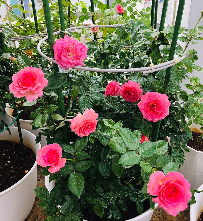 Vườn hồng rực rỡ quanh năm trên sân thượng của một gia đình ở TPHCM - 8 Vườn hồng rực rỡ quanh năm trên sân thượng của một gia đình ở TPHCM - 8