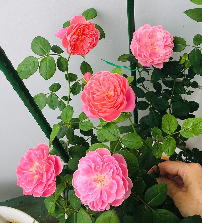 Vườn hồng rực rỡ quanh năm trên sân thượng của một gia đình ở TPHCM - 10 Vườn hồng rực rỡ quanh năm trên sân thượng của một gia đình ở TPHCM - 10