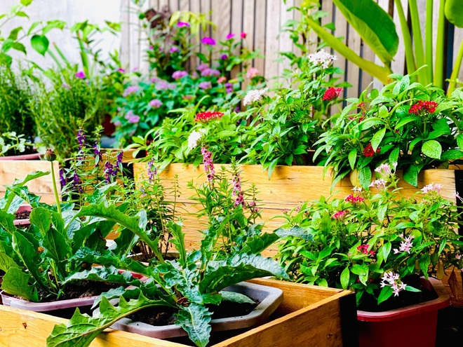 Tận dụng đồ cũ, mẹ đảm Hải Phòng làm vườn đẹp như tranh trên nóc nhà - 7 Tận dụng đồ cũ, mẹ đảm Hải Phòng làm vườn đẹp như tranh trên nóc nhà - 7