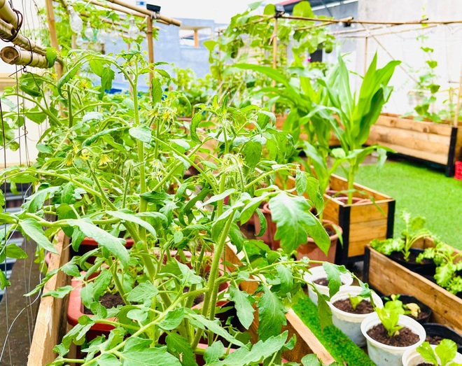Tận dụng đồ cũ, mẹ đảm Hải Phòng làm vườn đẹp như tranh trên nóc nhà - 8 Tận dụng đồ cũ, mẹ đảm Hải Phòng làm vườn đẹp như tranh trên nóc nhà - 8