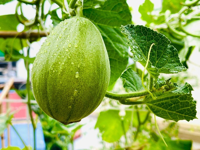 Tận dụng đồ cũ, mẹ đảm Hải Phòng làm vườn đẹp như tranh trên nóc nhà - 13 Tận dụng đồ cũ, mẹ đảm Hải Phòng làm vườn đẹp như tranh trên nóc nhà - 13