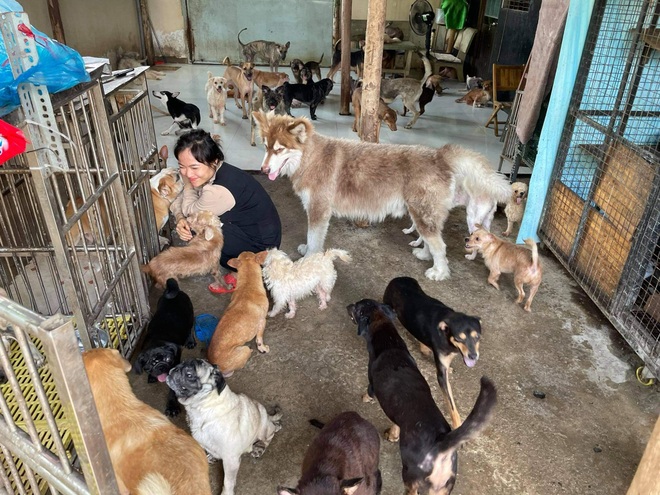 Chuyện chưa kể về cô gái 9X làm mẹ đỡ đầu của 1.500 chó, mèo hoang - 2 Chuyện chưa kể về cô gái 9X làm mẹ đỡ đầu của 1.500 chó, mèo hoang - 2