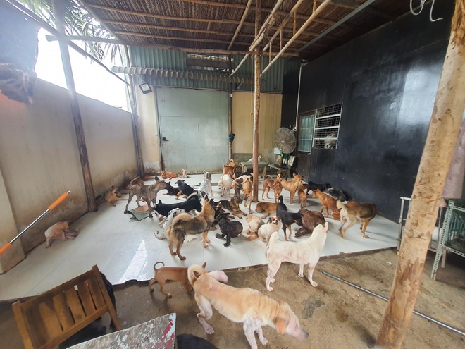 Chuyện chưa kể về cô gái 9X làm mẹ đỡ đầu của 1.500 chó, mèo hoang - 3 Chuyện chưa kể về cô gái 9X làm mẹ đỡ đầu của 1.500 chó, mèo hoang - 3