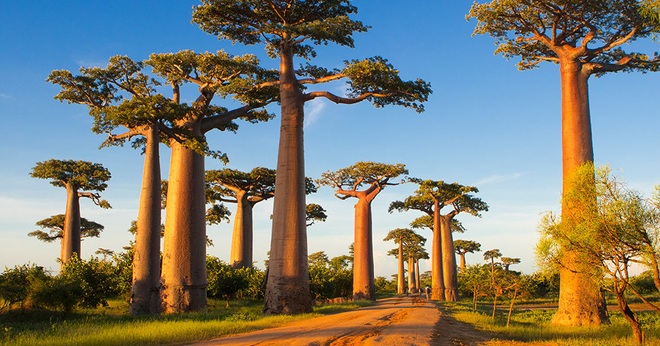Đại lộ nổi tiếng với loài cây khổng lồ có thể sống tới 3000 tuổi - 1