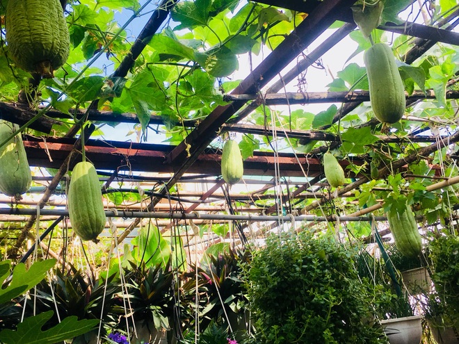 Khu vườn giao mùa toàn trái khủng của bà giáo về hưu ở Hà Nội - 3 Khu vườn giao mùa toàn trái khủng của bà giáo về hưu ở Hà Nội - 3