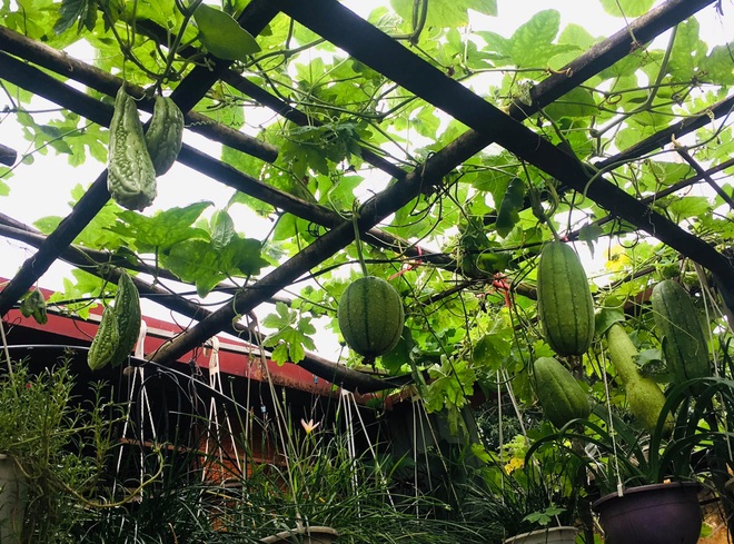 Khu vườn giao mùa toàn trái khủng của bà giáo về hưu ở Hà Nội - 11 Khu vườn giao mùa toàn trái khủng của bà giáo về hưu ở Hà Nội - 11