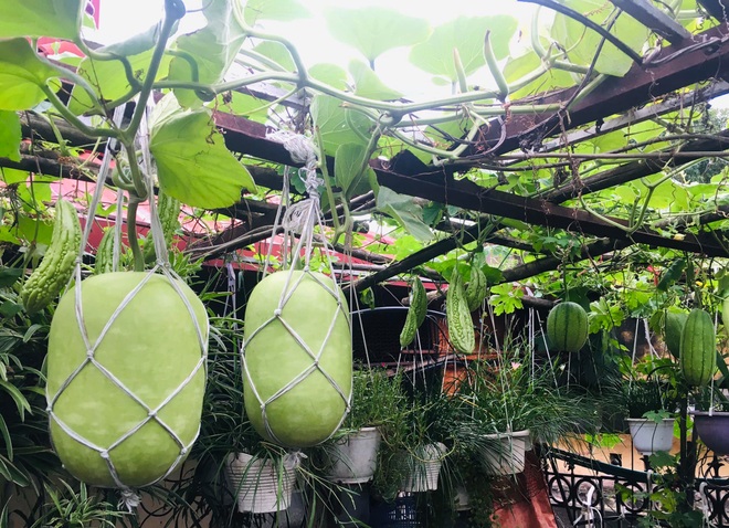Khu vườn giao mùa toàn trái khủng của bà giáo về hưu ở Hà Nội - 4 Khu vườn giao mùa toàn trái khủng của bà giáo về hưu ở Hà Nội - 4
