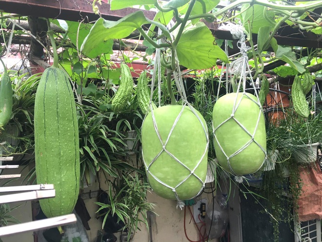 Khu vườn giao mùa toàn trái khủng của bà giáo về hưu ở Hà Nội - 8 Khu vườn giao mùa toàn trái khủng của bà giáo về hưu ở Hà Nội - 8