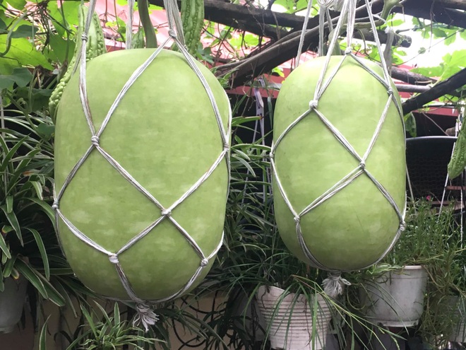 Khu vườn giao mùa toàn trái khủng của bà giáo về hưu ở Hà Nội - 6 Khu vườn giao mùa toàn trái khủng của bà giáo về hưu ở Hà Nội - 6