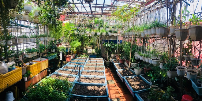 Khu vườn giao mùa toàn trái khủng của bà giáo về hưu ở Hà Nội - 2 Khu vườn giao mùa toàn trái khủng của bà giáo về hưu ở Hà Nội - 2