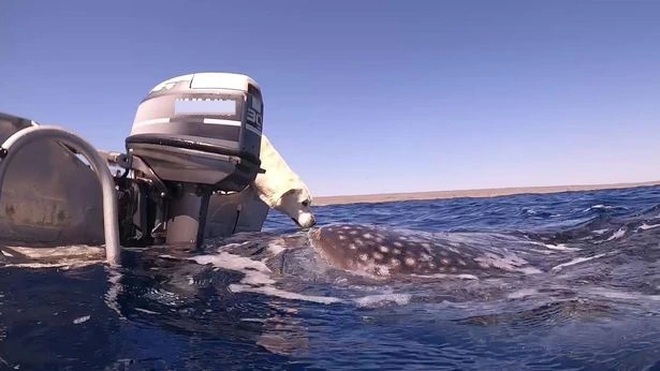 Khoảnh khắc ấn tượng khi chó hôn cá mập khổng lồ - 1