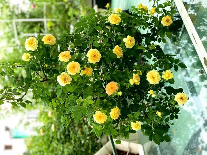 Những người chồng ở Việt Nam tặng vợ cả vườn hoa trăm gốc, ngàn bông - 1 Những người chồng ở Việt Nam tặng vợ cả vườn hoa trăm gốc, ngàn bông - 1